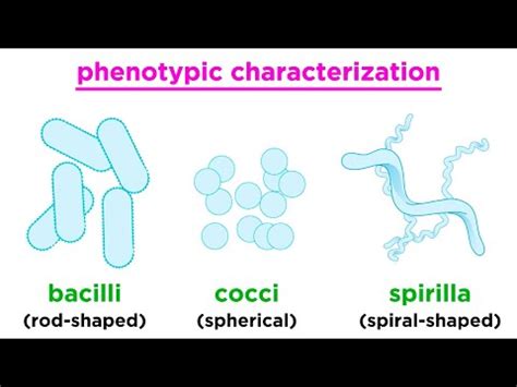 bacteria 2+意思|Urology